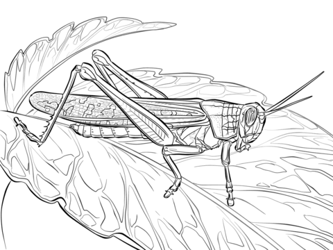 American Locust Coloring page