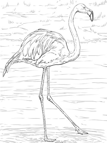 American or Caribbean Flamingo Coloring page