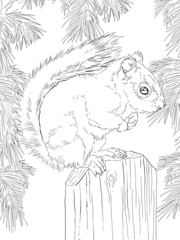 American Red Squirrel Coloring page
