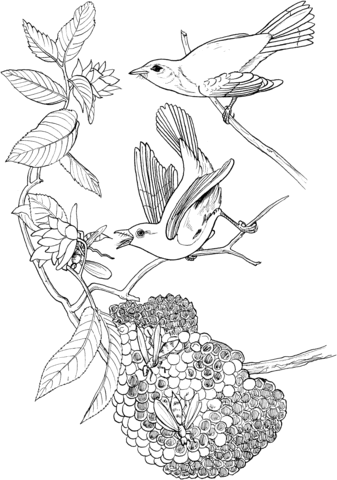 American Redstart Birds and Honeycomb Coloring page