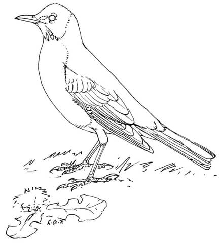 American Robin Coloring page