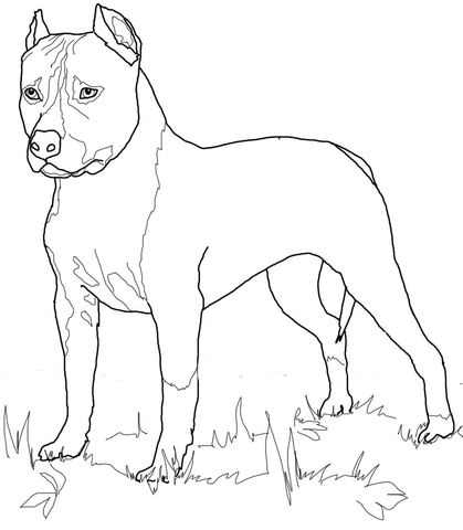 American Staffordshire Terrier Coloring page