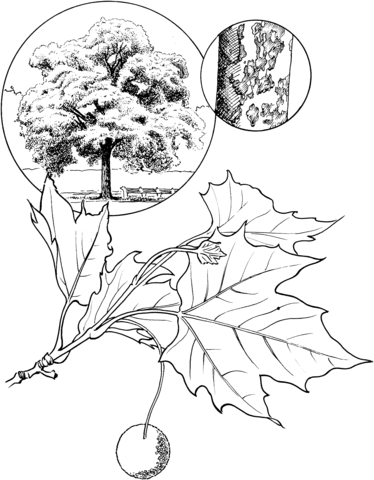 American Sycamore Tree Coloring page