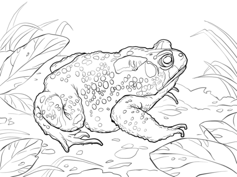 American Toad Coloring page