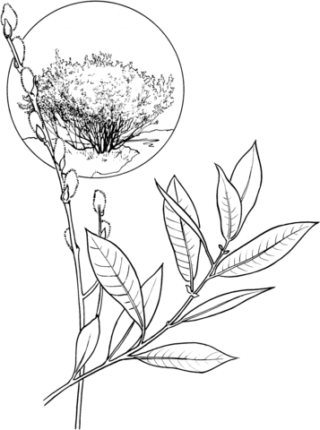 American Willow Tree Coloring page