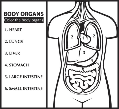 Color the body organs (Learn English) Coloring page
