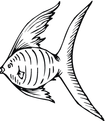 Angelfish 1 Coloring page