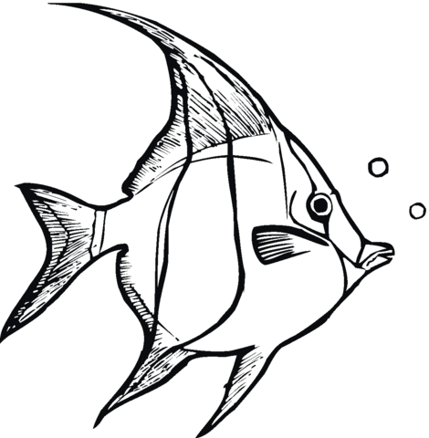 Angelfish 3 Coloring page