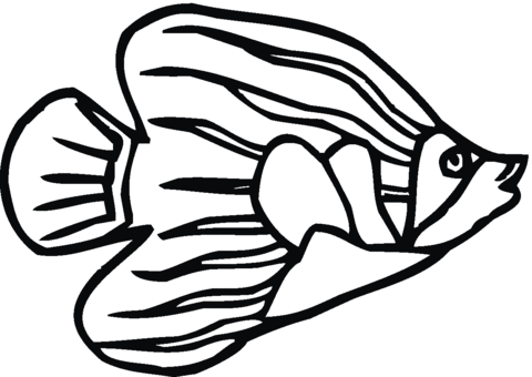 Angelfish 7 Coloring page