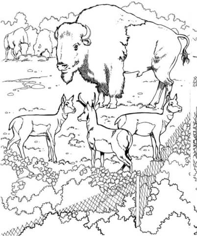 Bisons and Pronghorns Coloring page