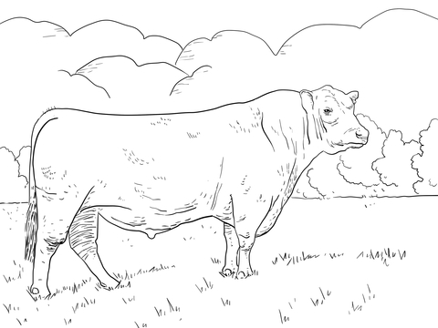 Angus Bull Coloring page