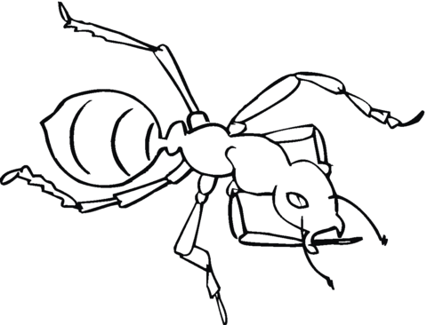 Ant 3 Coloring page