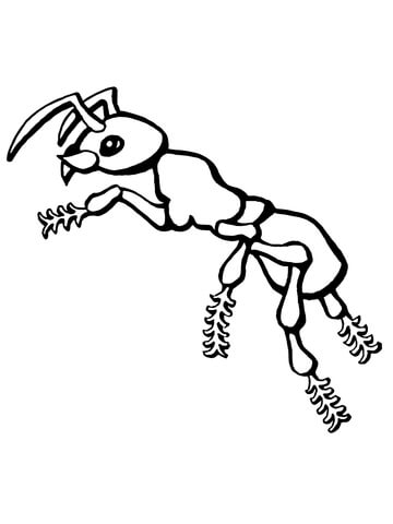 Ant Coloring page