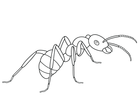 Meat eater ant Coloring page