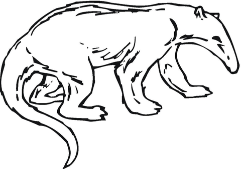 Anteater 11 Coloring page