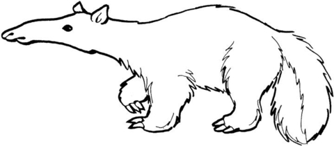 Anteater 13 Coloring page