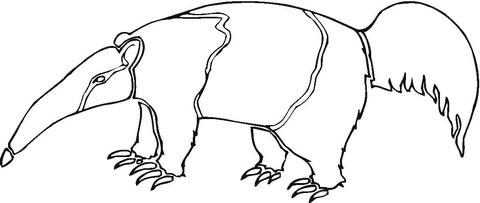 Anteater 14 Coloring page