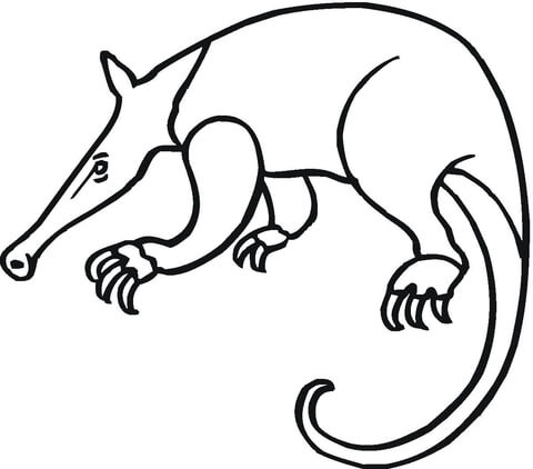 Anteater 16 Coloring page