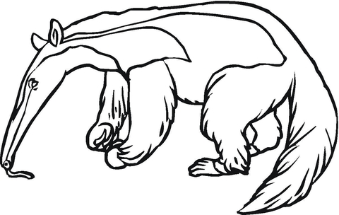 Anteater 5 Coloring page