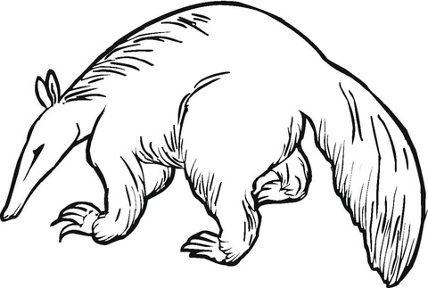 Anteater 6 Coloring page