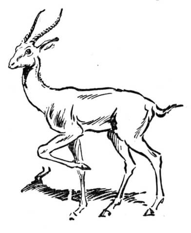 Antelope 1 Coloring page