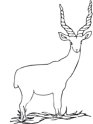 Addax Coloring page