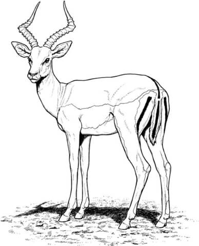 Impala Antelope Coloring page