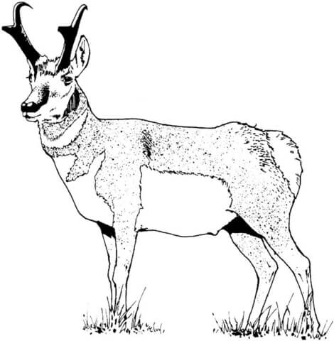 Pronghorn Coloring page