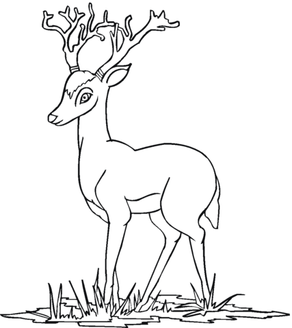 Young deer Coloring page