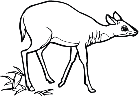 Antelope 2 Coloring page