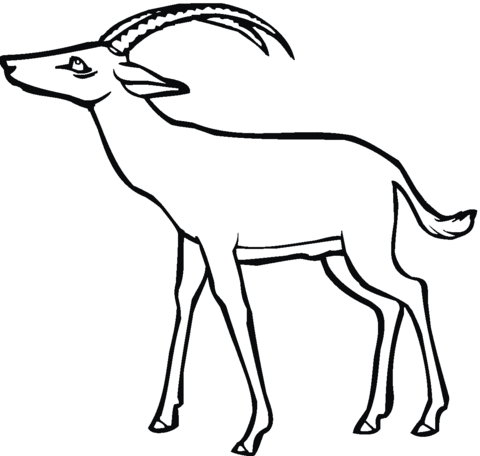 Antelope 4 Coloring page