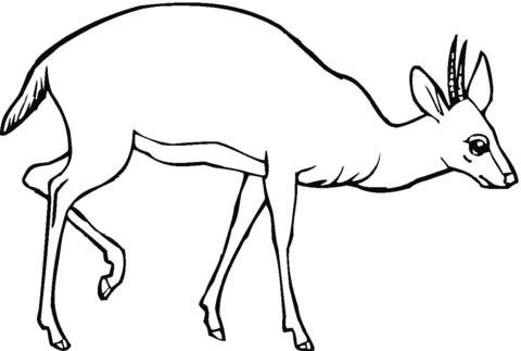 Antelope 5 Coloring page