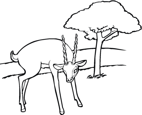 Antelope 7 Coloring page