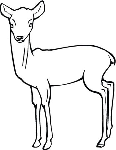 Roe deer fawn Coloring page