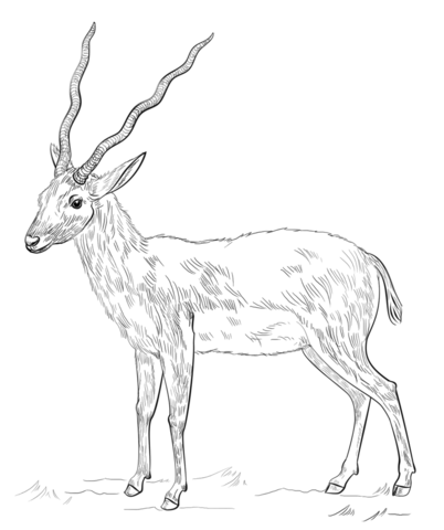 Antelope Coloring page