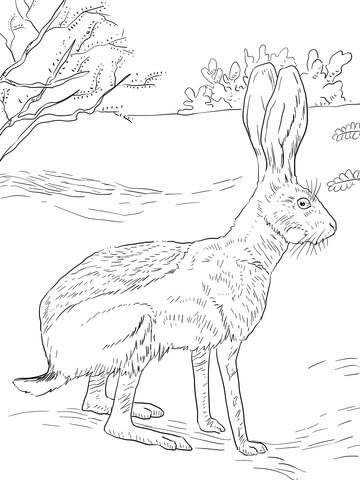Antelope Jack Rabbit Coloring page