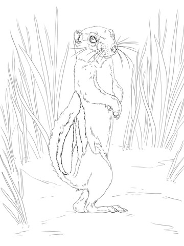 Antelope Squirrel Coloring page