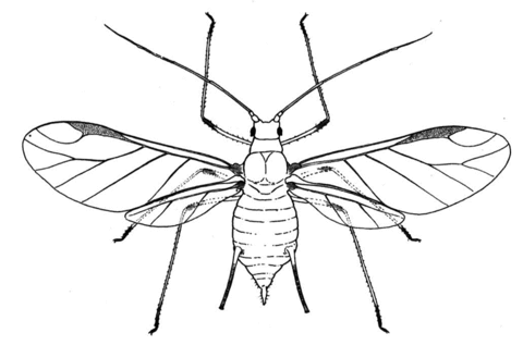 Aphid 3 Coloring page