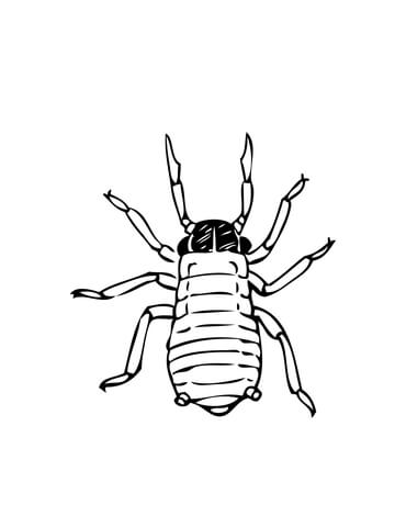 Aphid or Greenfly Coloring page