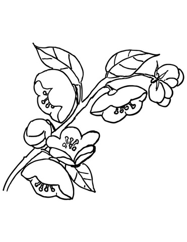 Apple Blossom Coloring page