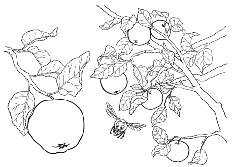 Apples on the Tree  Coloring page