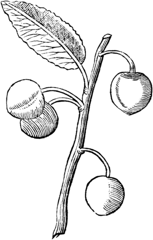 Apricot 1 Coloring page
