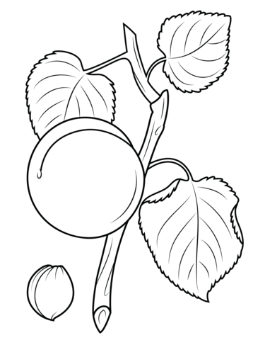 Apricot branch and seed Coloring page