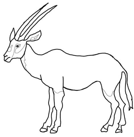 Arabian Oryx Coloring page