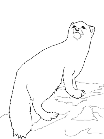 Realistic Arctic Fox Coloring page