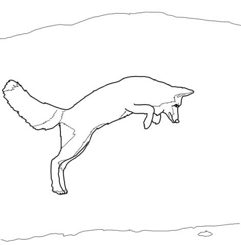 Arctic Fox Jump Coloring page