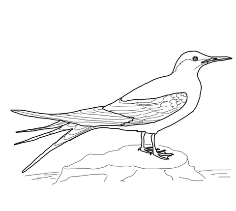 Arctic Tern Coloring page