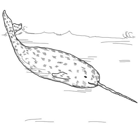 Arctic Whale Narwhal Coloring page