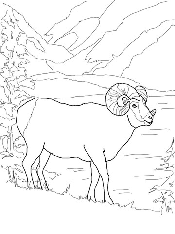 Argali Mountain Sheep Coloring page