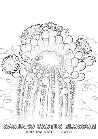 Arizona State Flower Coloring page